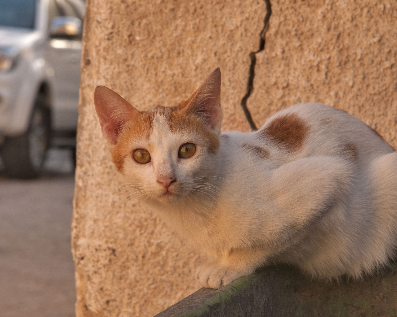 Уличный кот аравийский мау