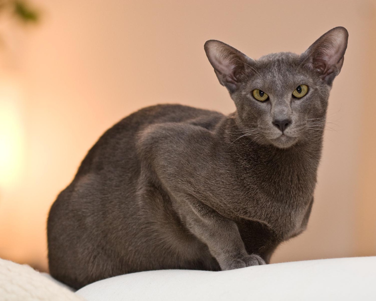 Строгая ориентальная длинношерстная кошка