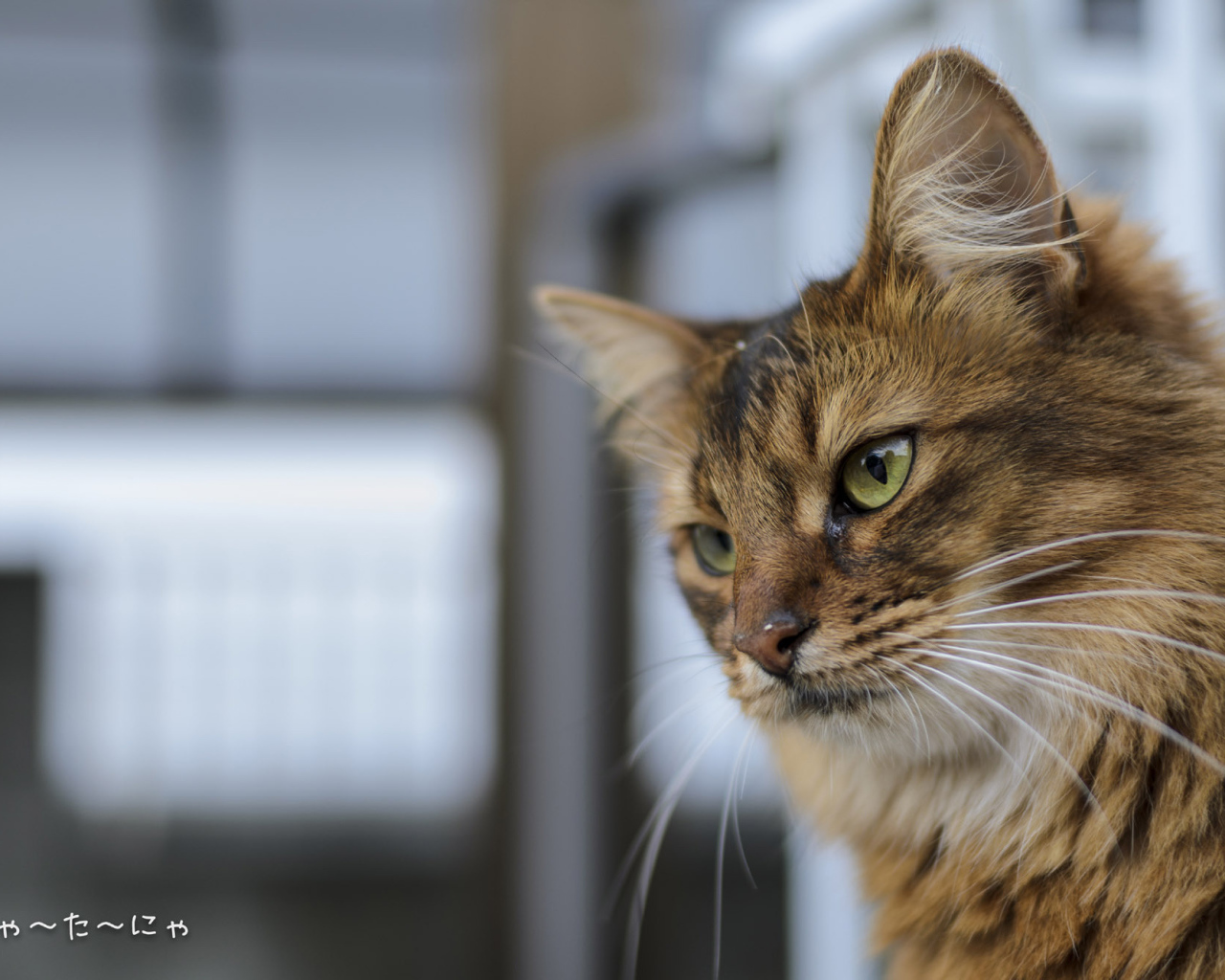 Строгая сомалийская кошка