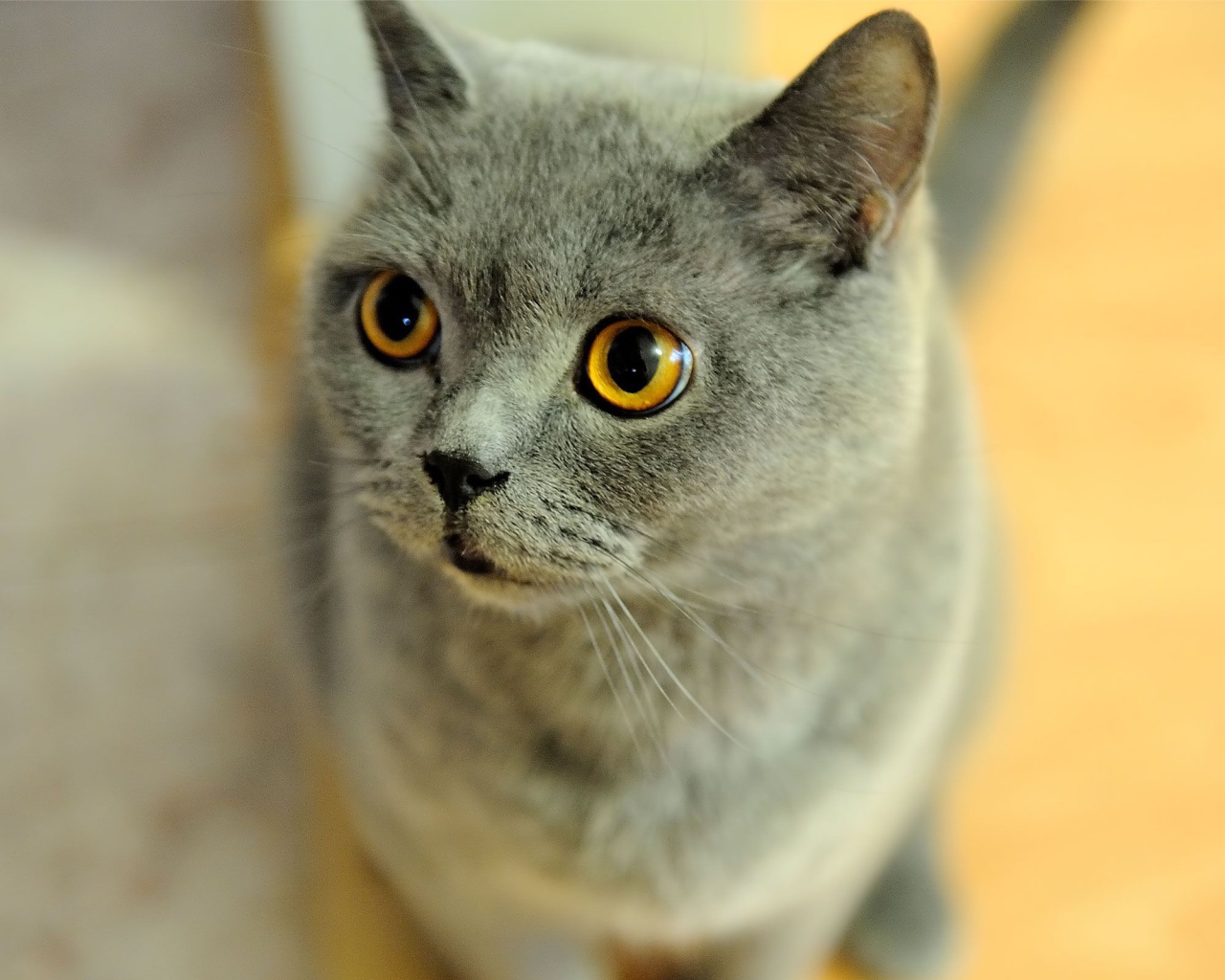 Удивленная британская короткошерстная кошка