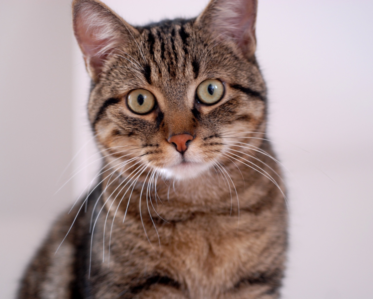 Удивленная европейская короткошерстная кошка