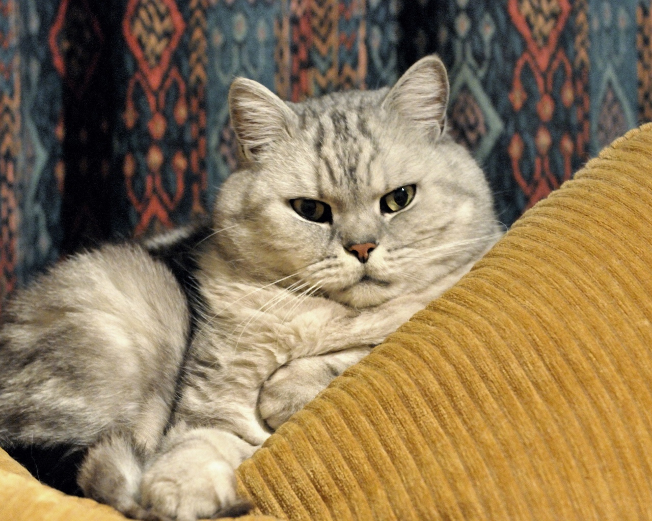 Милая британская короткошерстная кошка