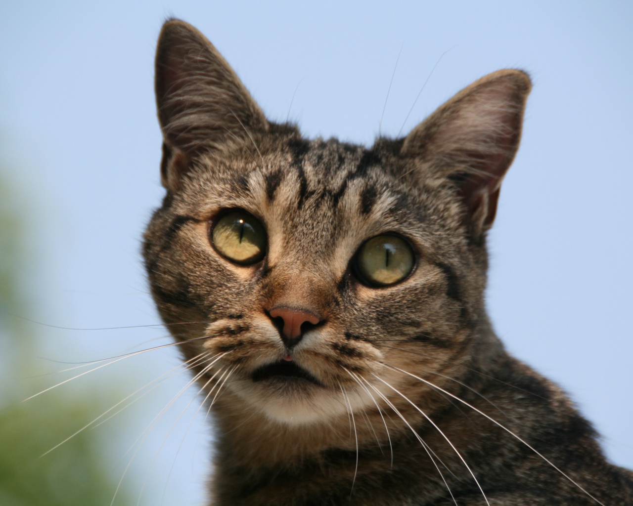 Милая европейская короткошерстная кошка