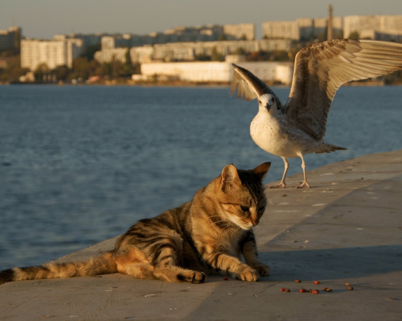 The Seagull and the cat on the shore