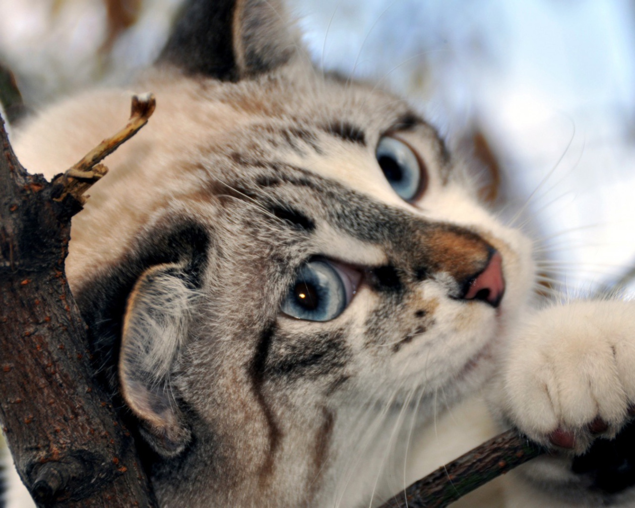 Голубоглазый кот