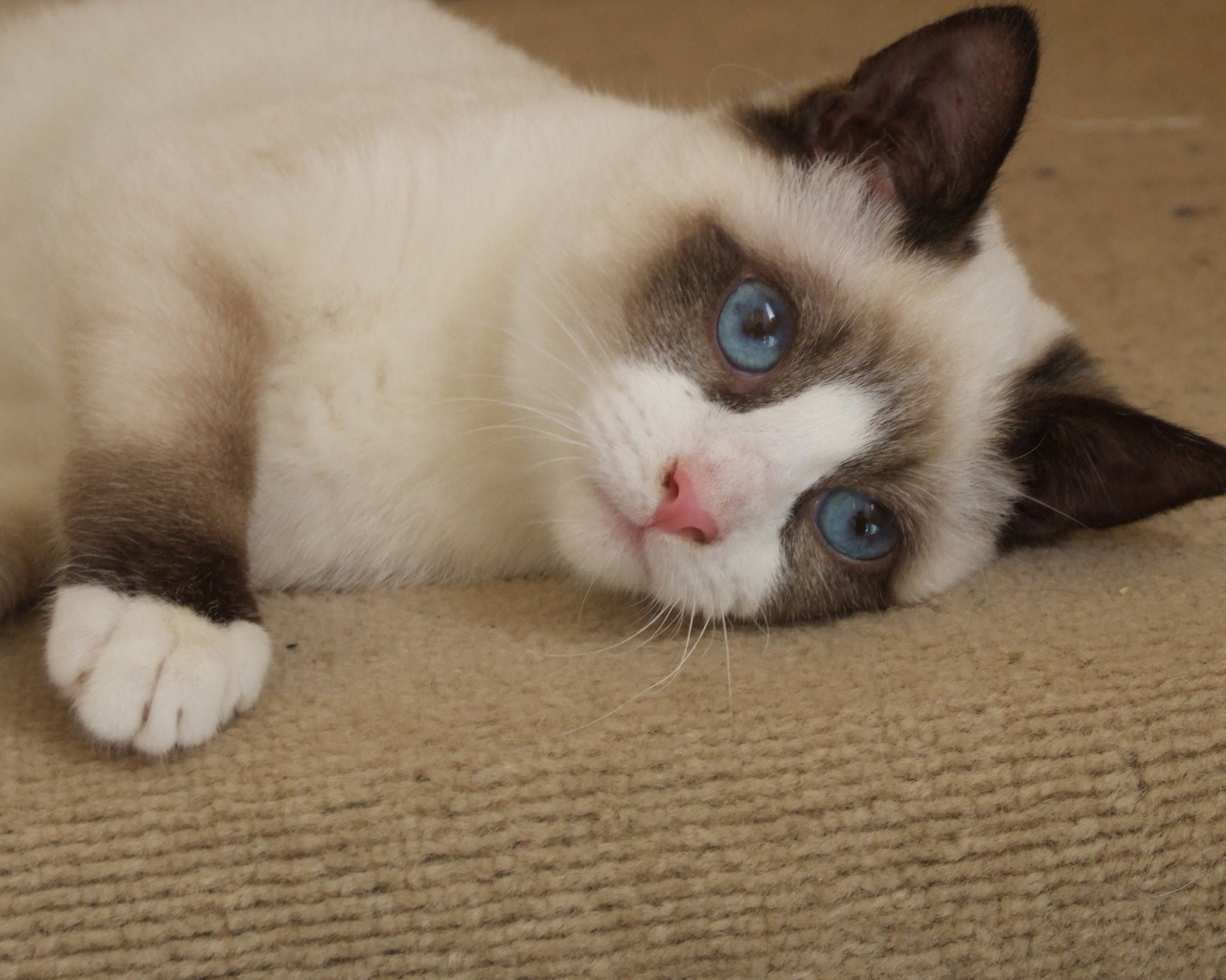 Голубоглазый кот сноу-шу