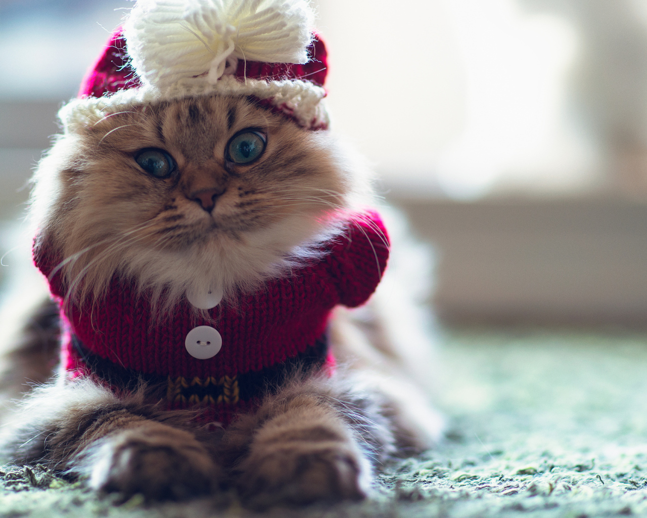 Кот в одежде