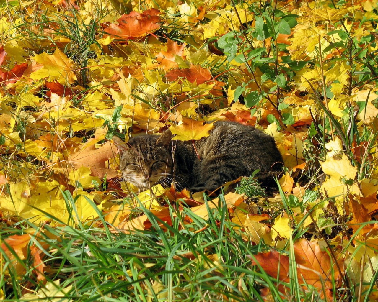 Кот в осенней листве