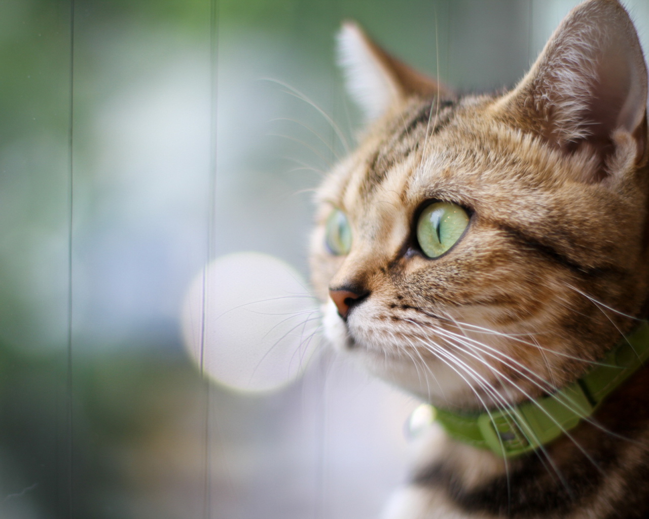 Кот в зеленом ошейнике