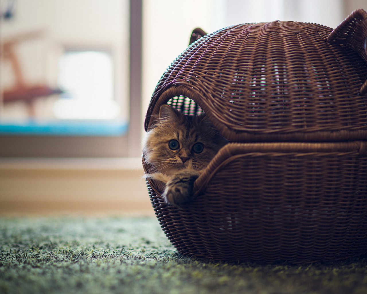 Кот в оригинальной корзине