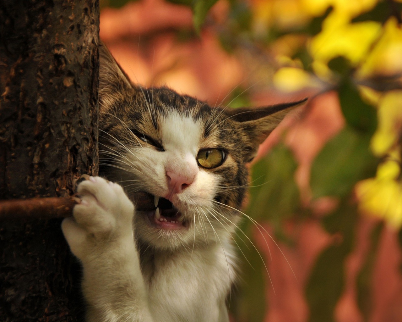 Кот грызет палку