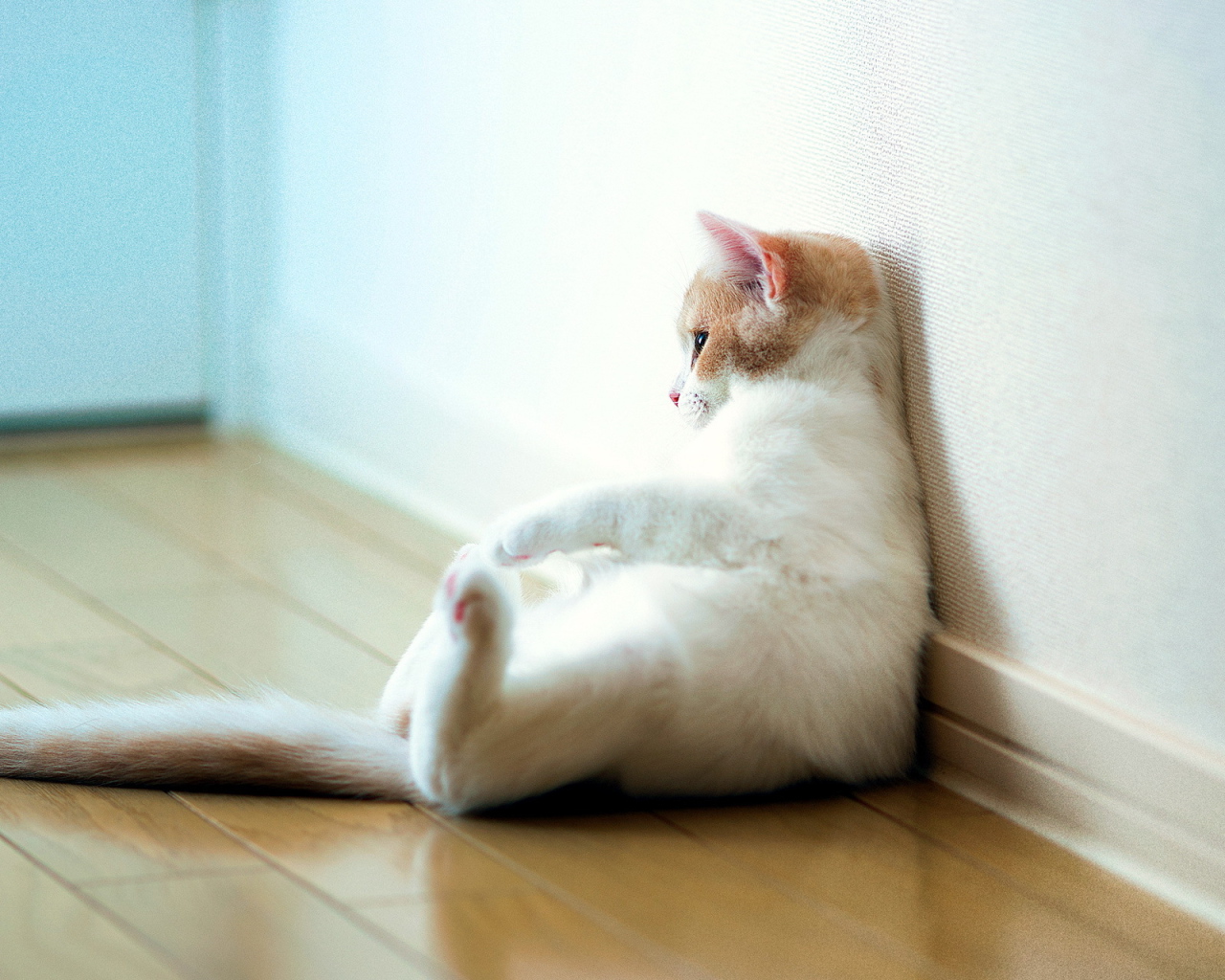 Кошка отдыхает у стены