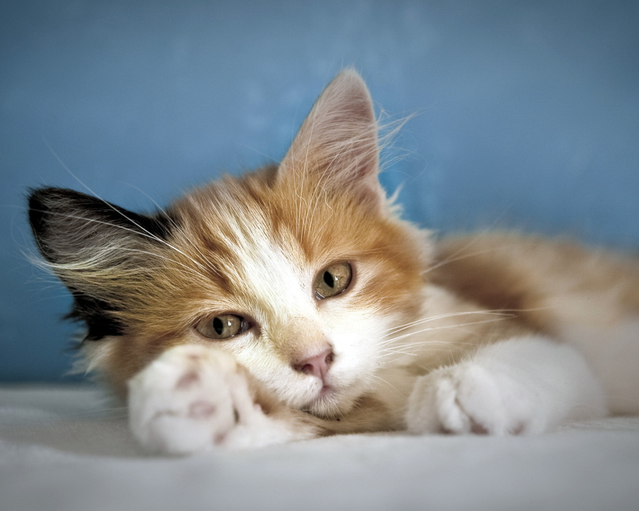 Кошка лежит на лапе