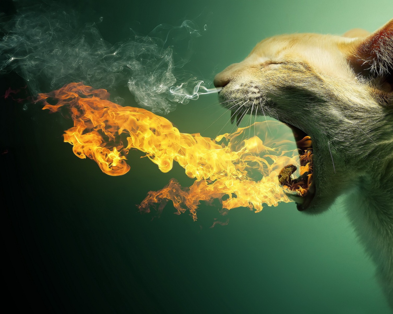 Кот изрыгающий огонь