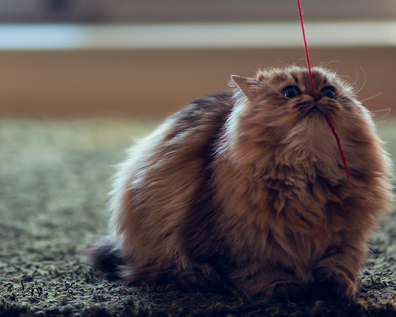 Кот тянет нитку