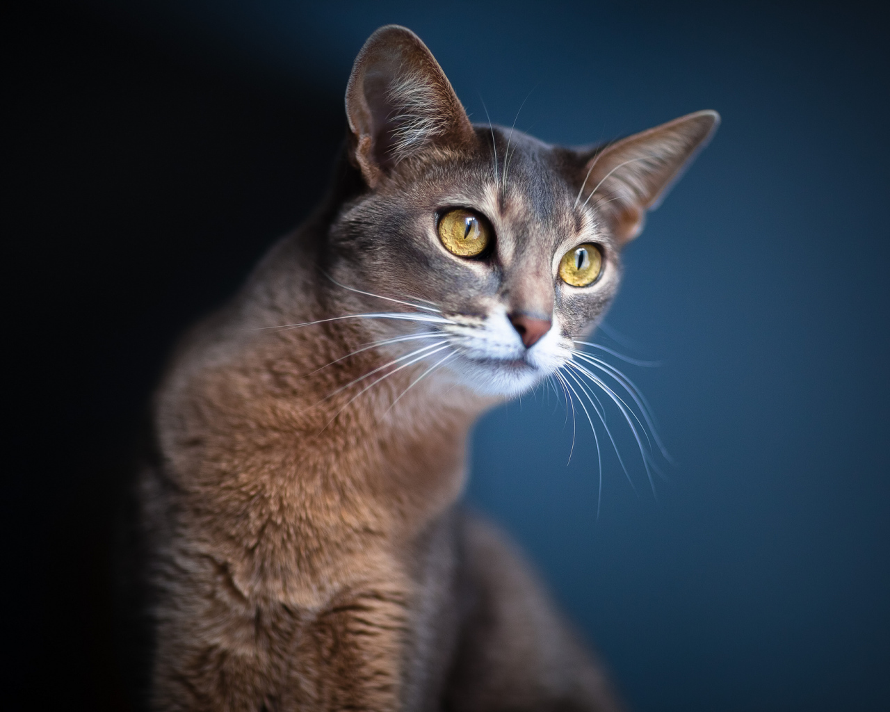 Кошка подняла уши