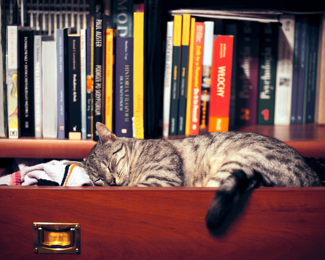 Кот спит в шкафу