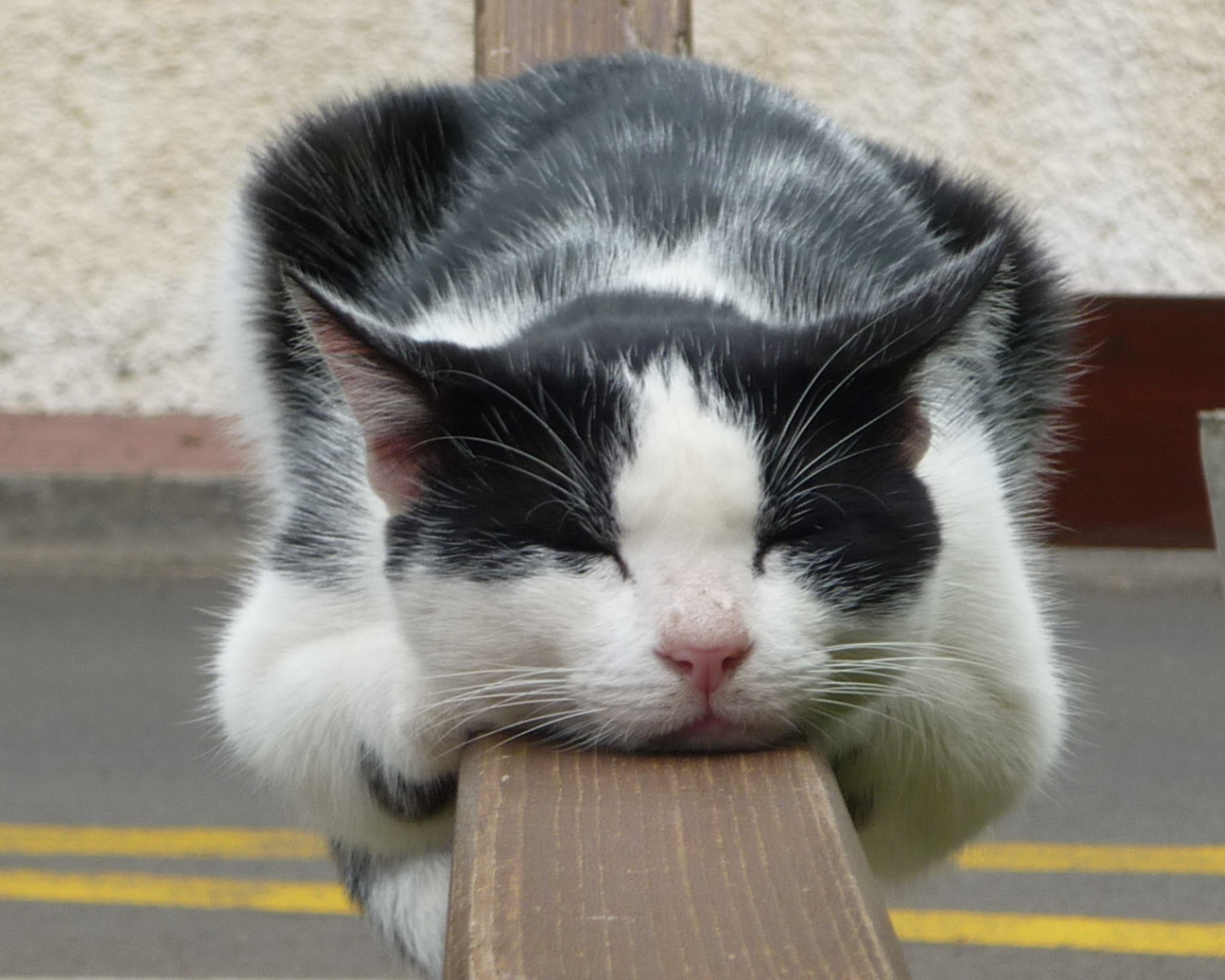 Кот спит на заборе