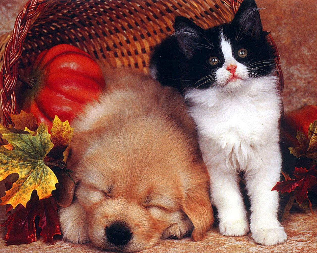 Собака спит а кот охраняет