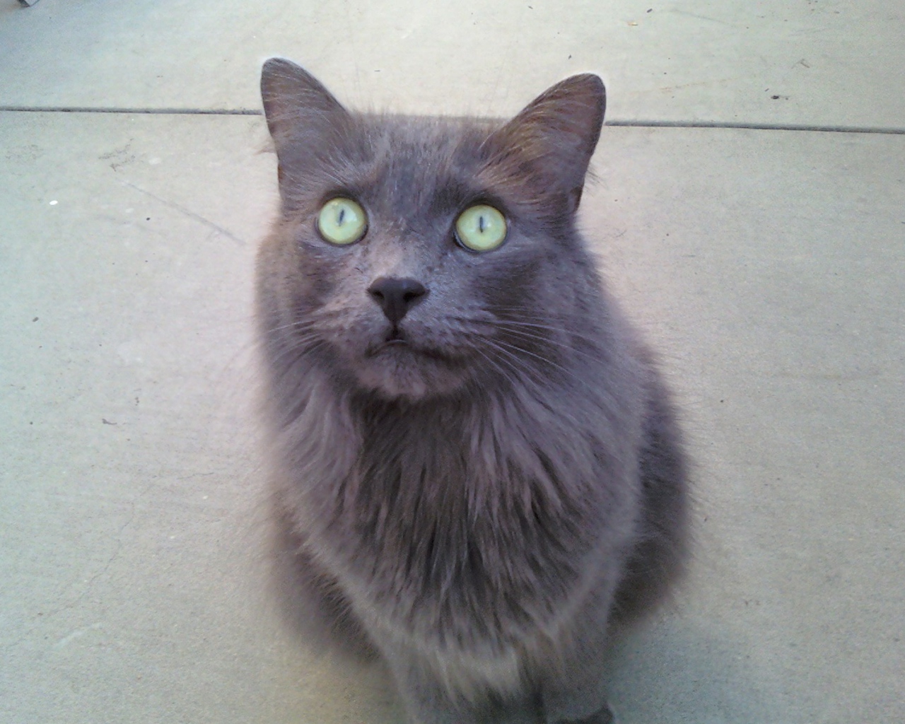 Зеленоглазый кот нибелунг