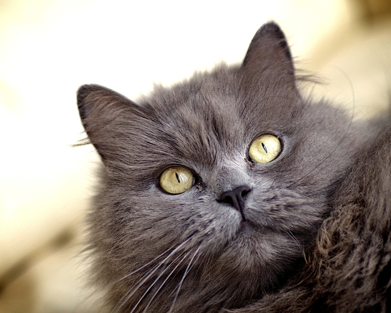 Зеленоглазый пушистый кот