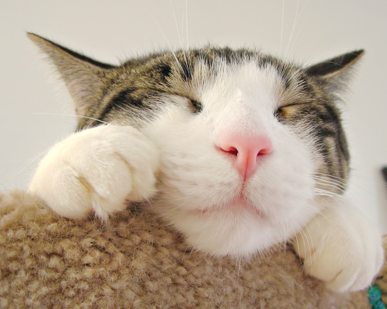 Морда спящего кота