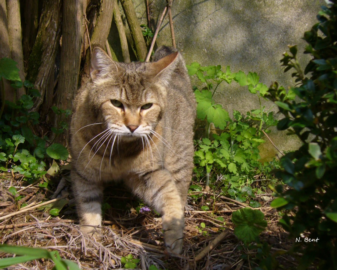 Хозяин сада пиксибоб