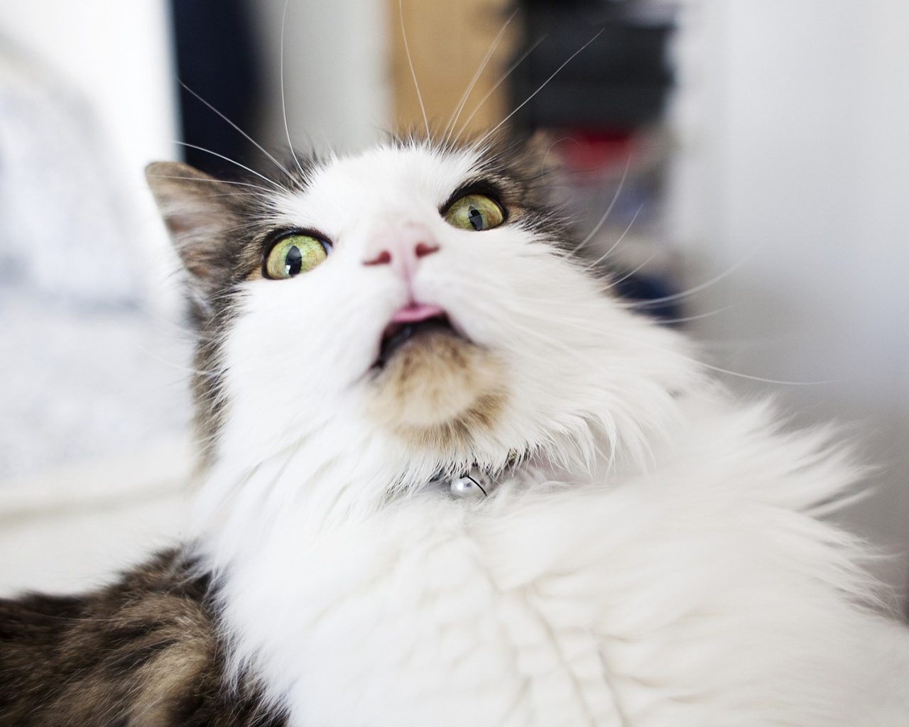 Удивленная морда кота