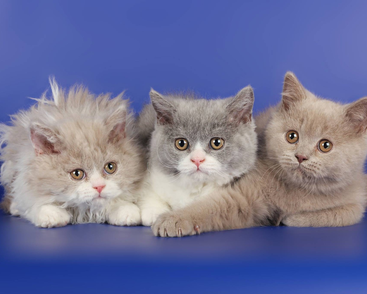 Три котенка селкирк рекс
