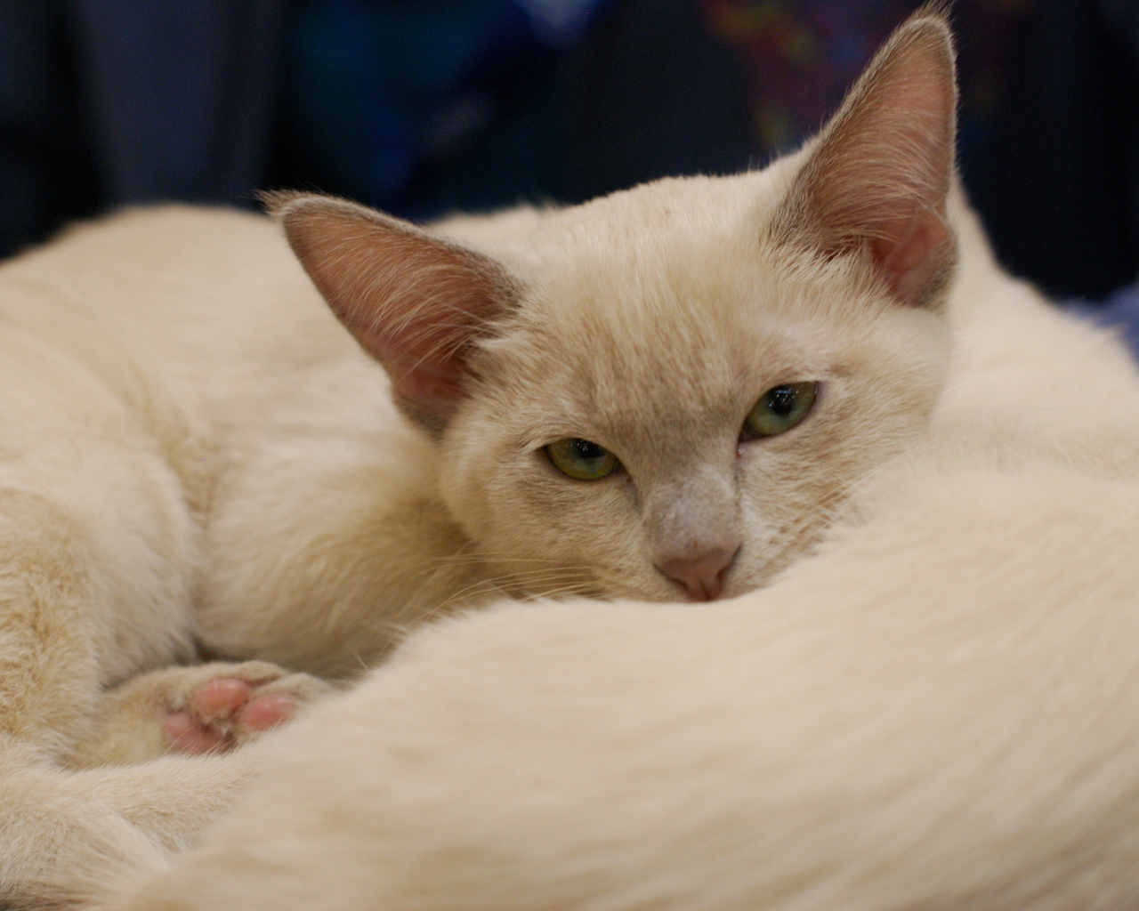 Пушистая тонкинская кошка