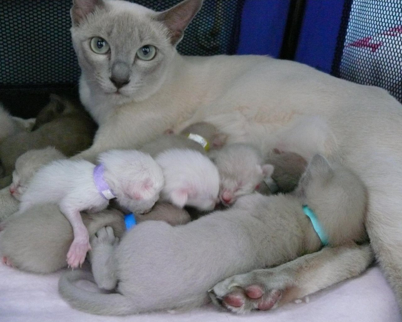 Тонкинская кошка с котятами