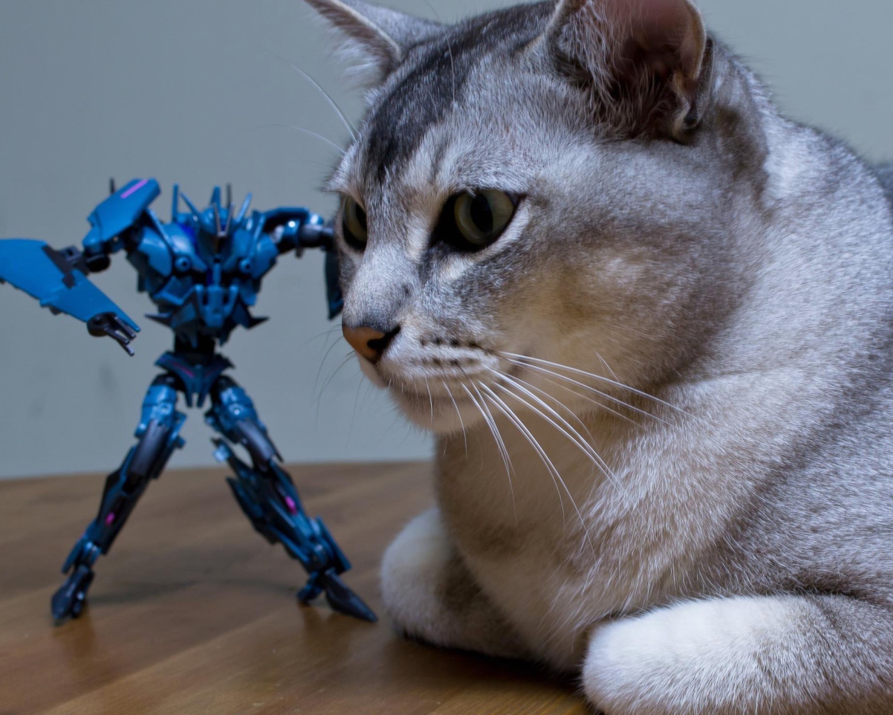 Игрушка атакует кошку бурмилла