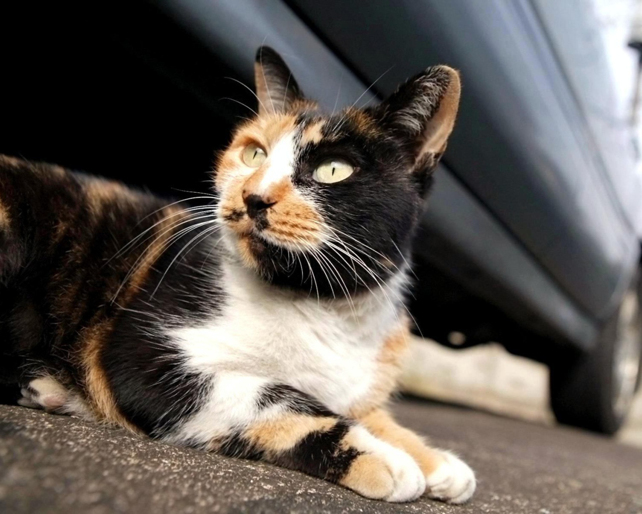 Трехцветная американская жесткошерстная кошка