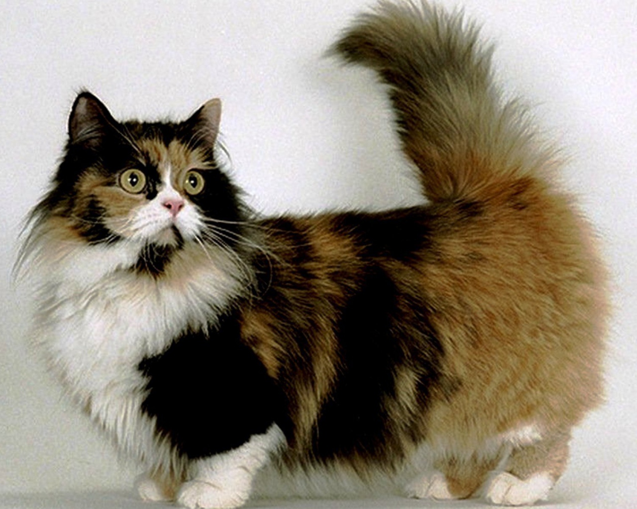 Трехцветная кошка манчкин