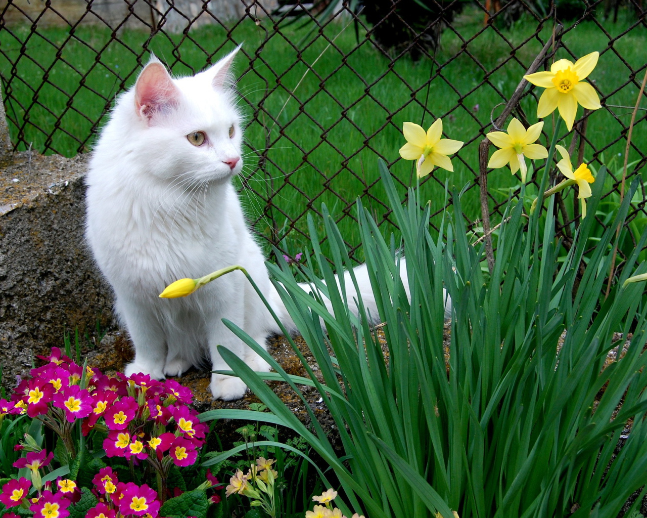 Кошка турецкая ангора среди цветов