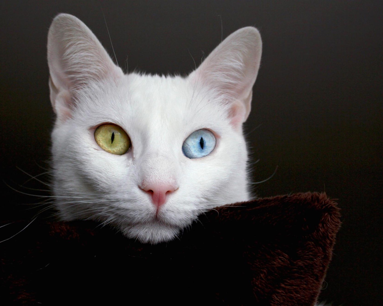 Мордочка кота турецкая ангора