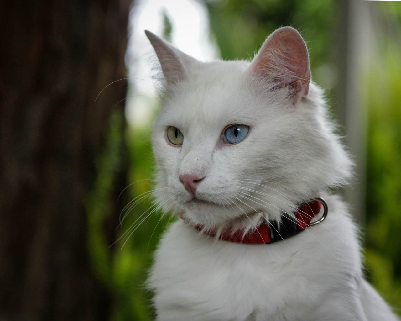 Кот турецкая ангора в ошейнике