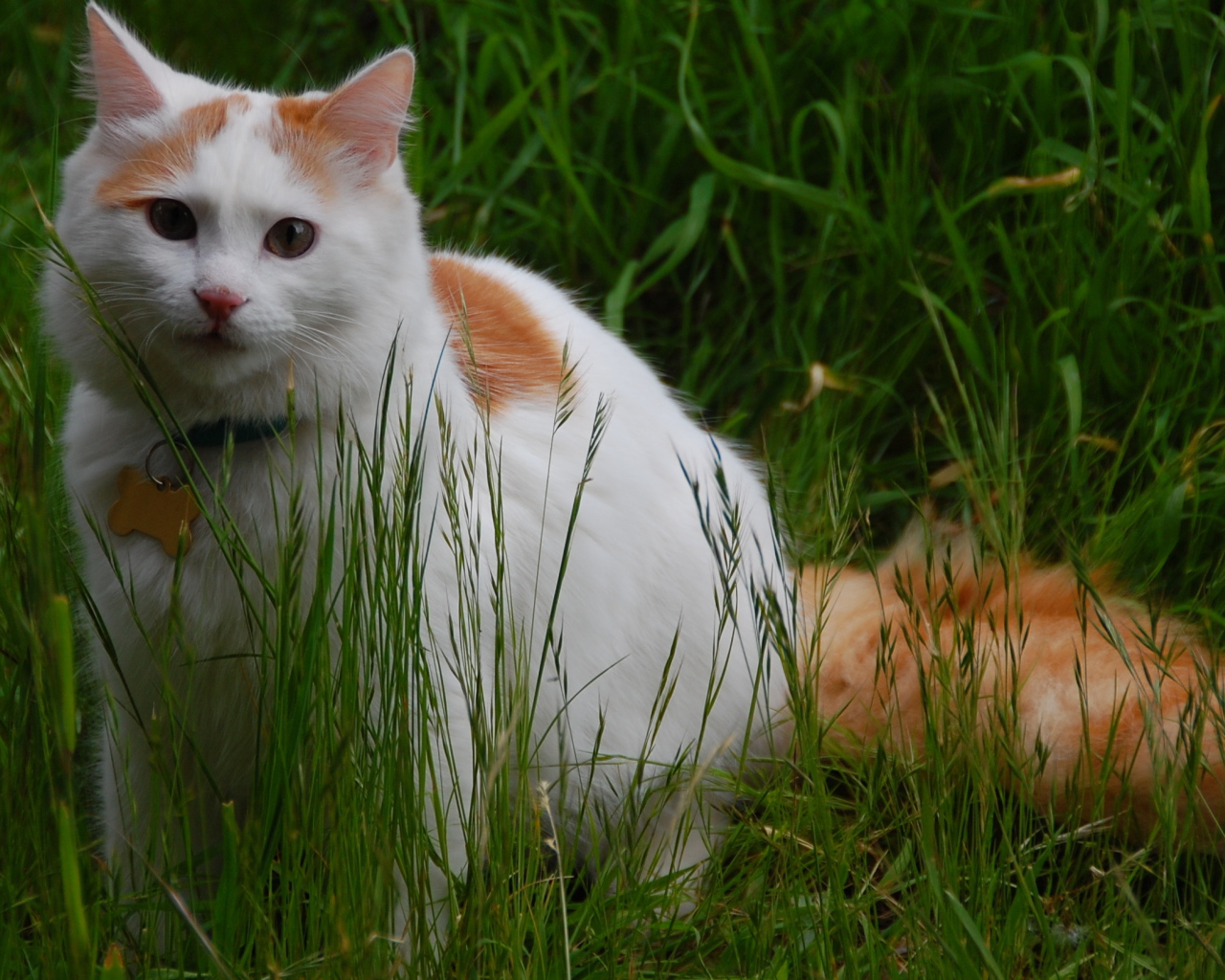 Турецкий ван на природе