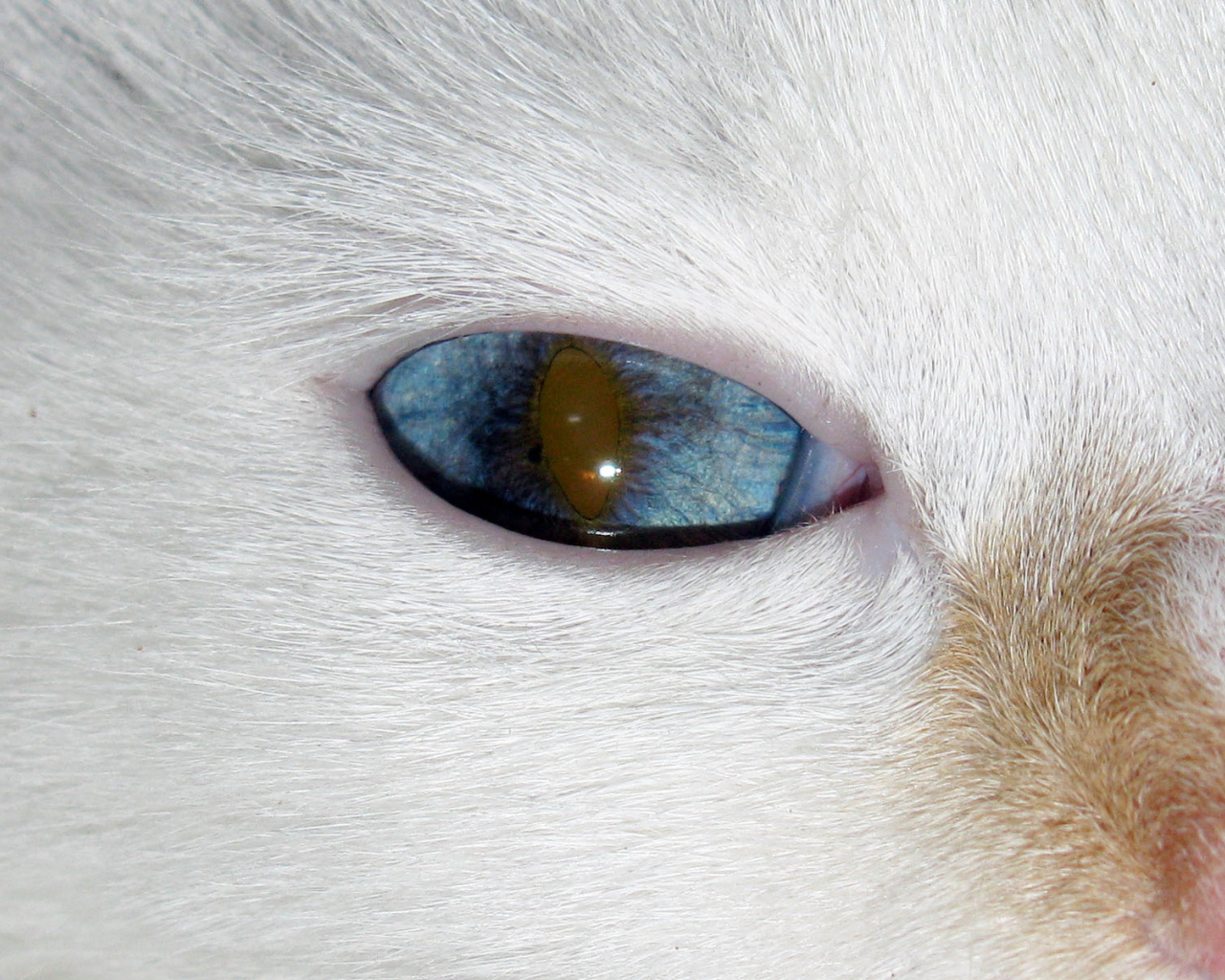 Глаз кота турецкий ван