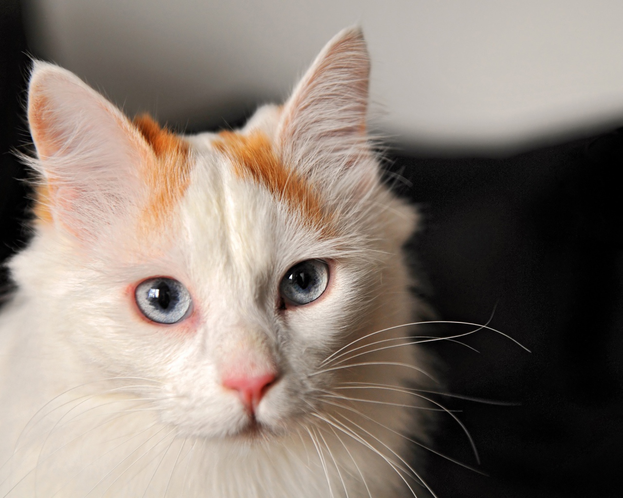 Котенок турецкий ван