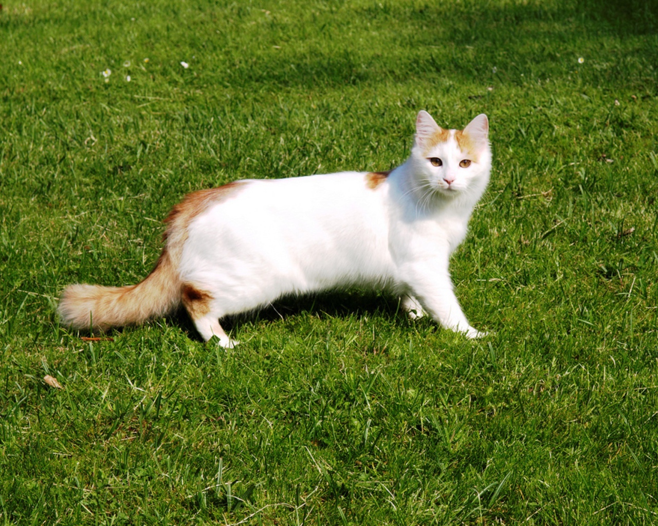 Турецкий ван на траве