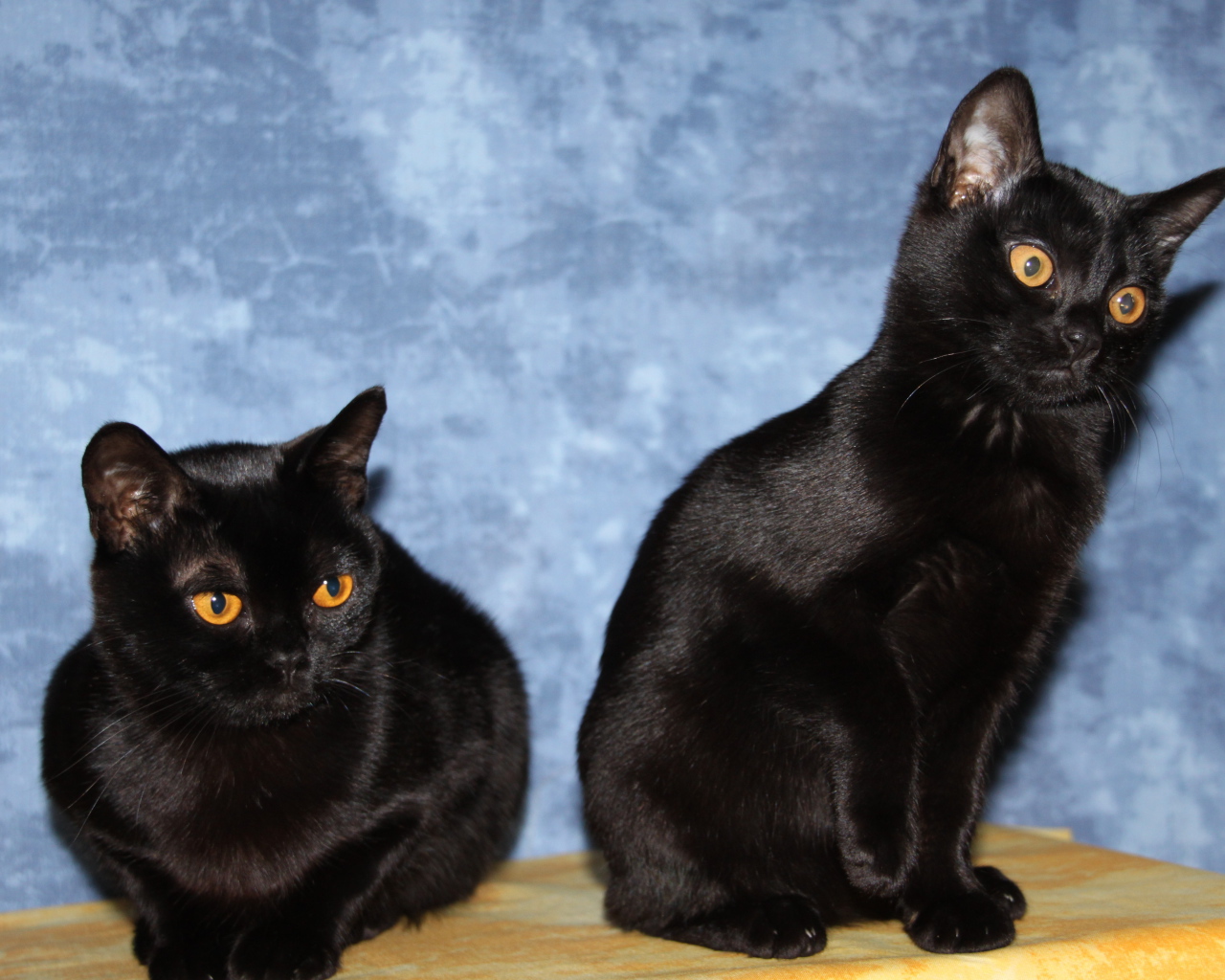 Две бомбейских кошки