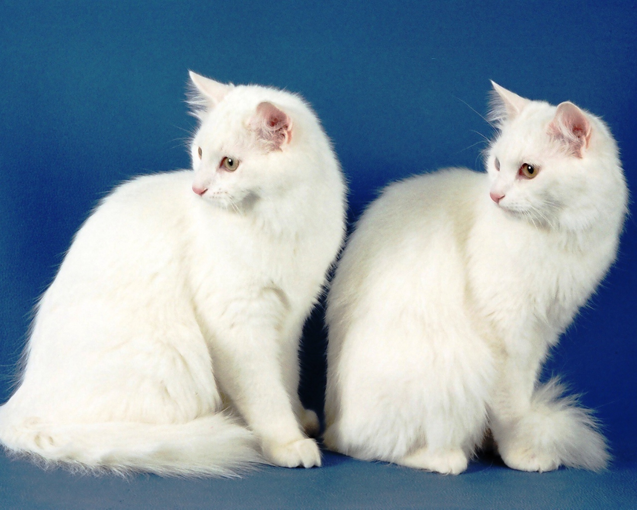 Два кота турецкая ангора
