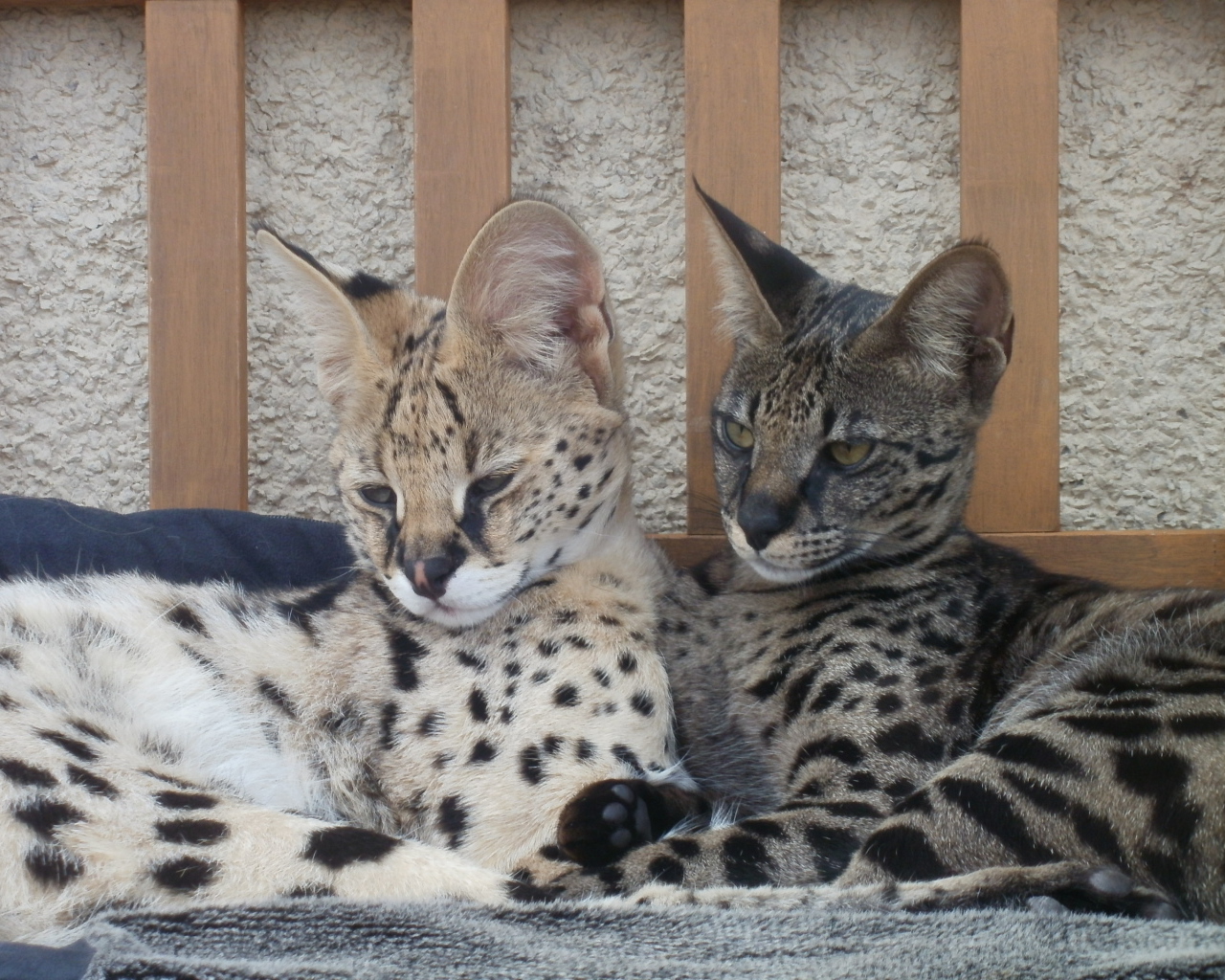 Два кота саванна