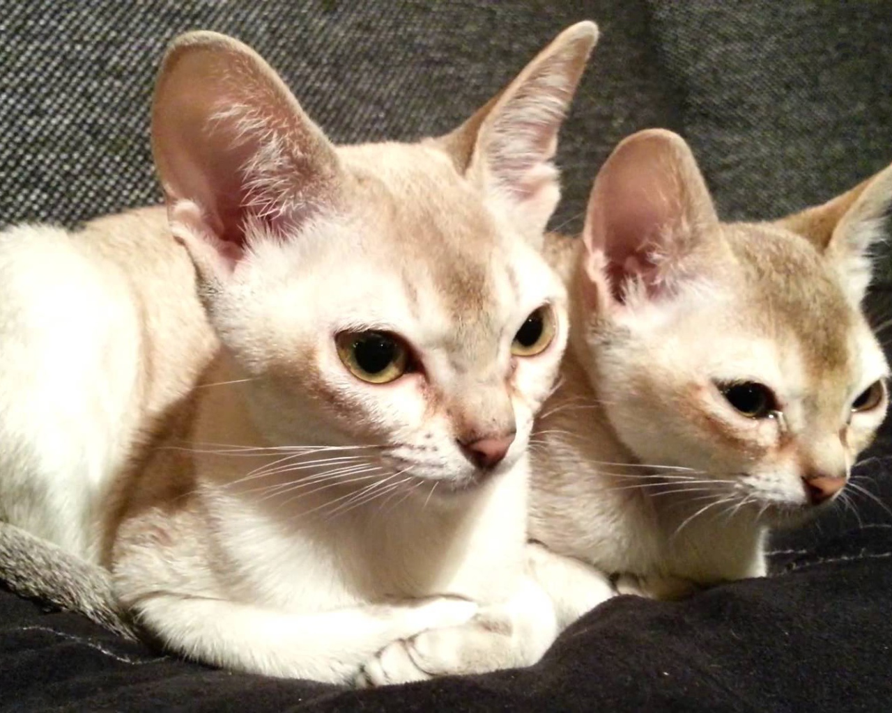 Две сингапурских кошки