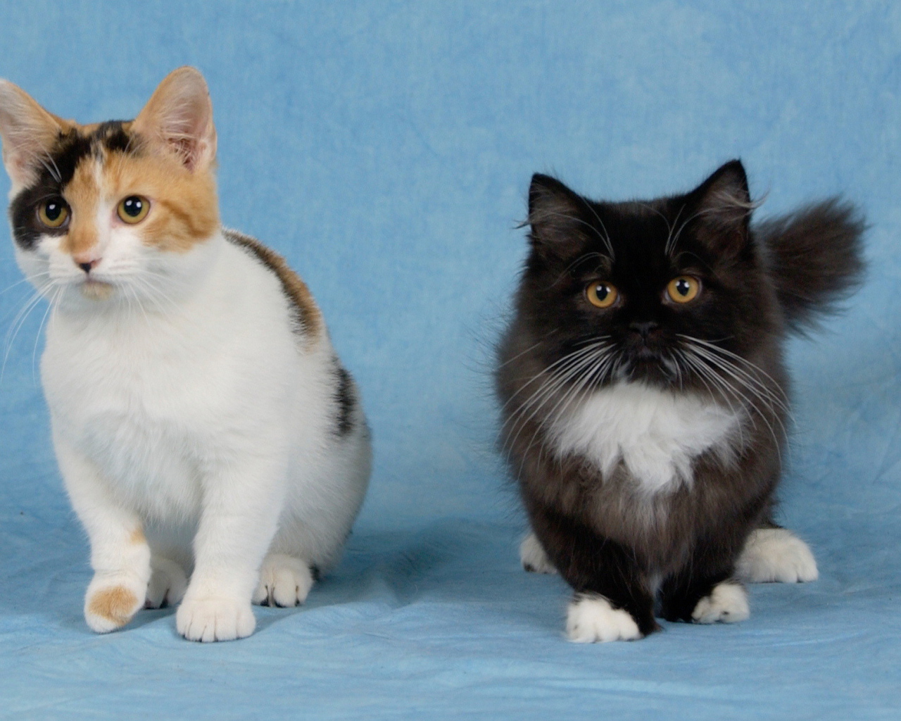 Два котенка манчкин