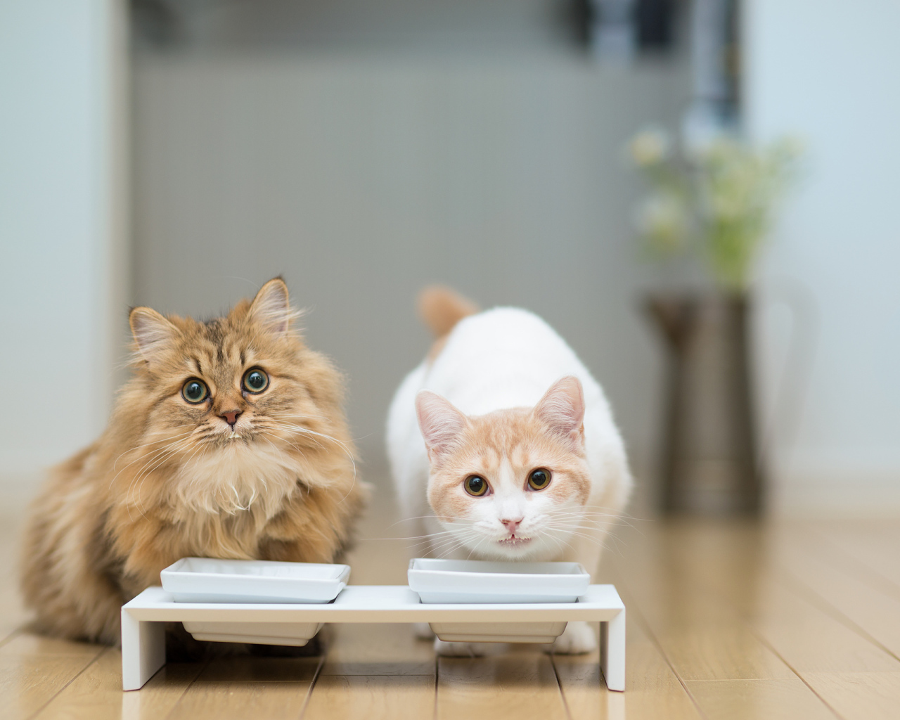 Два кота у кормушки