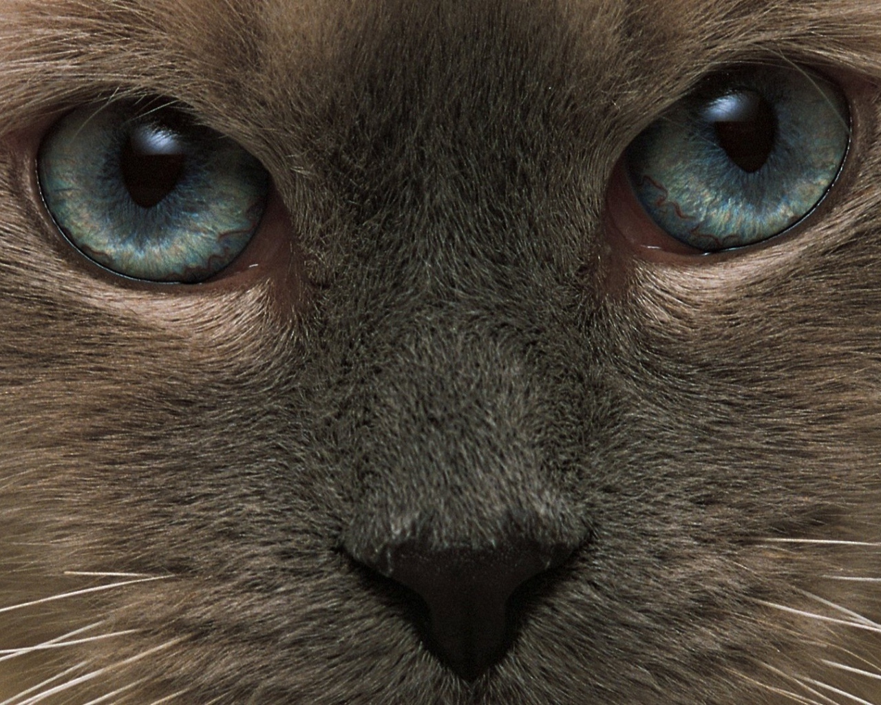 Взгляд тонкинской кошки