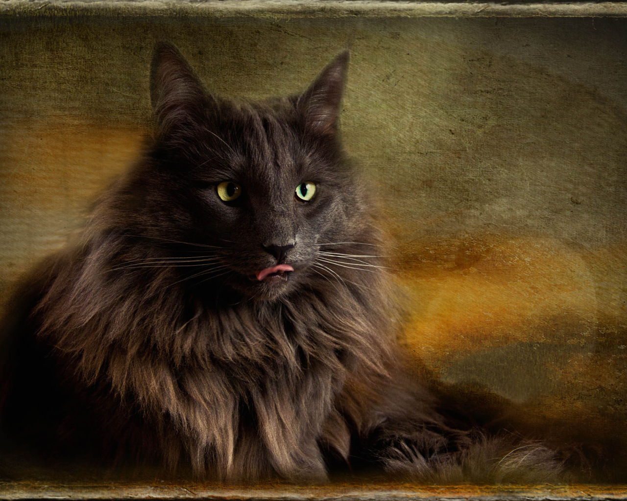 Обои с норвежской лесной кошкой