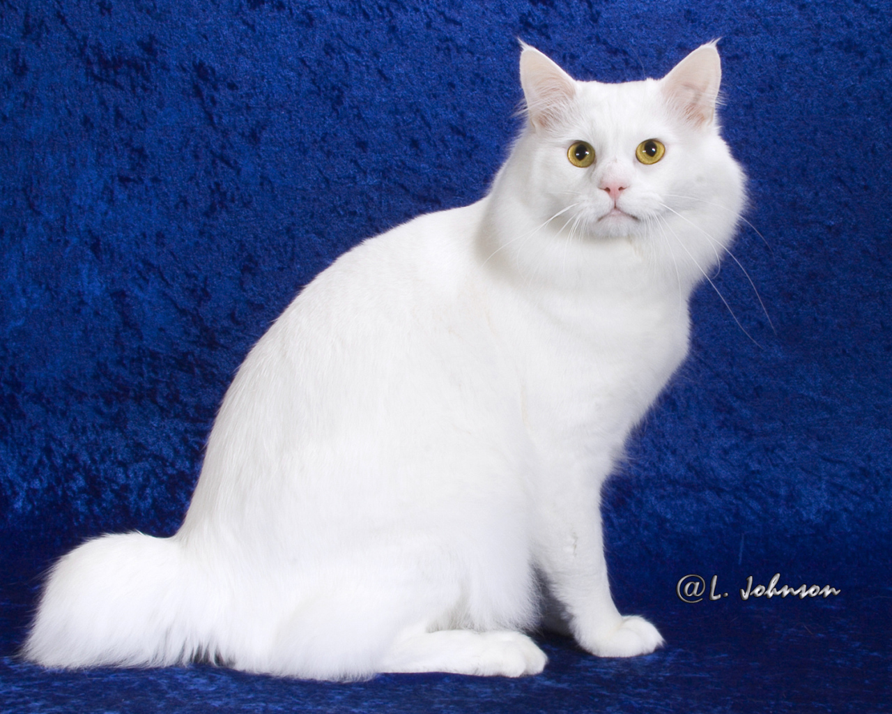 Белый американский бобтейл